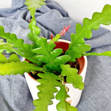 Zig zag cactus