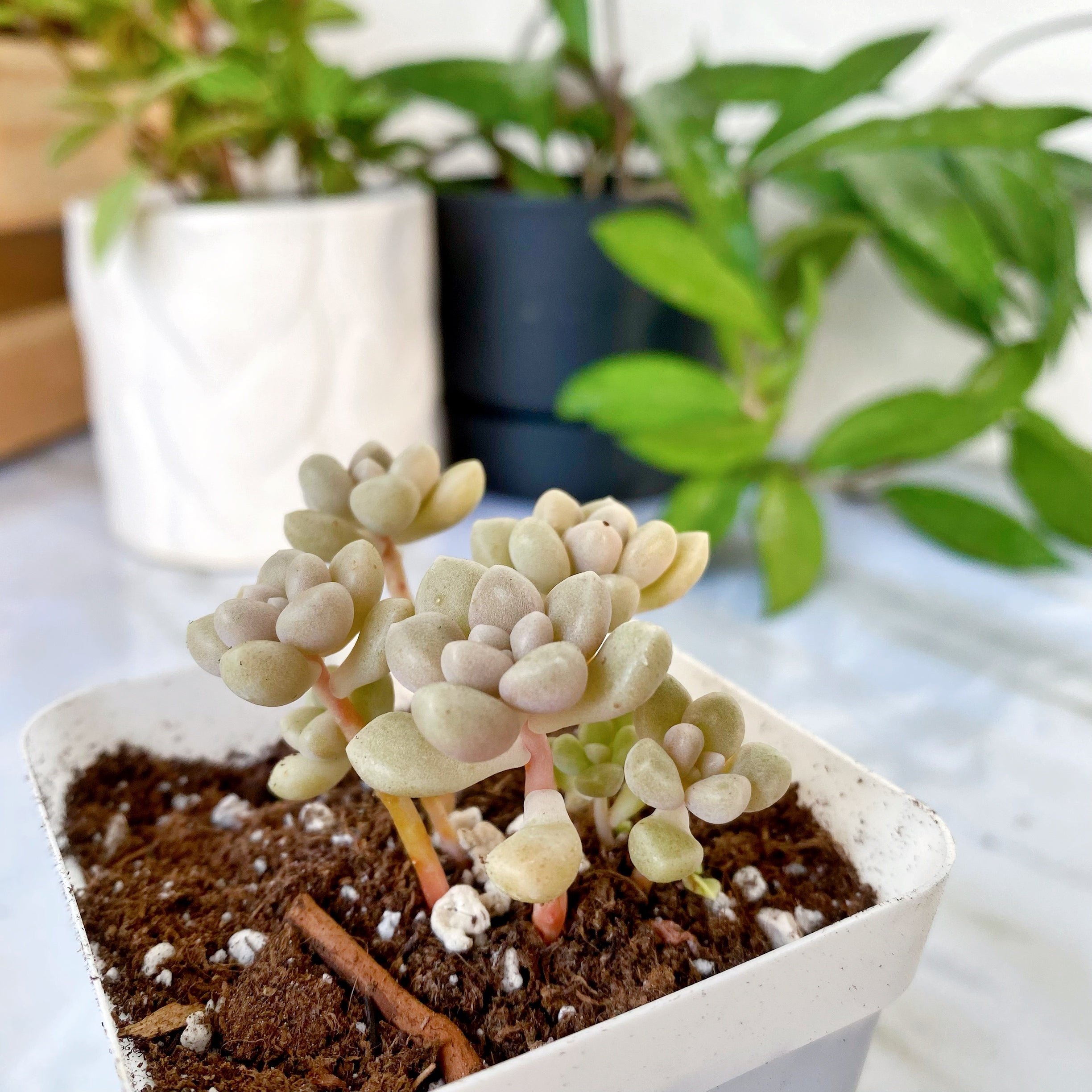 mirinae succulent Mirinae – nVi Garden