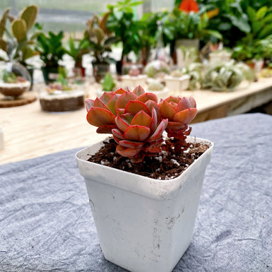 Echeveria Suyon