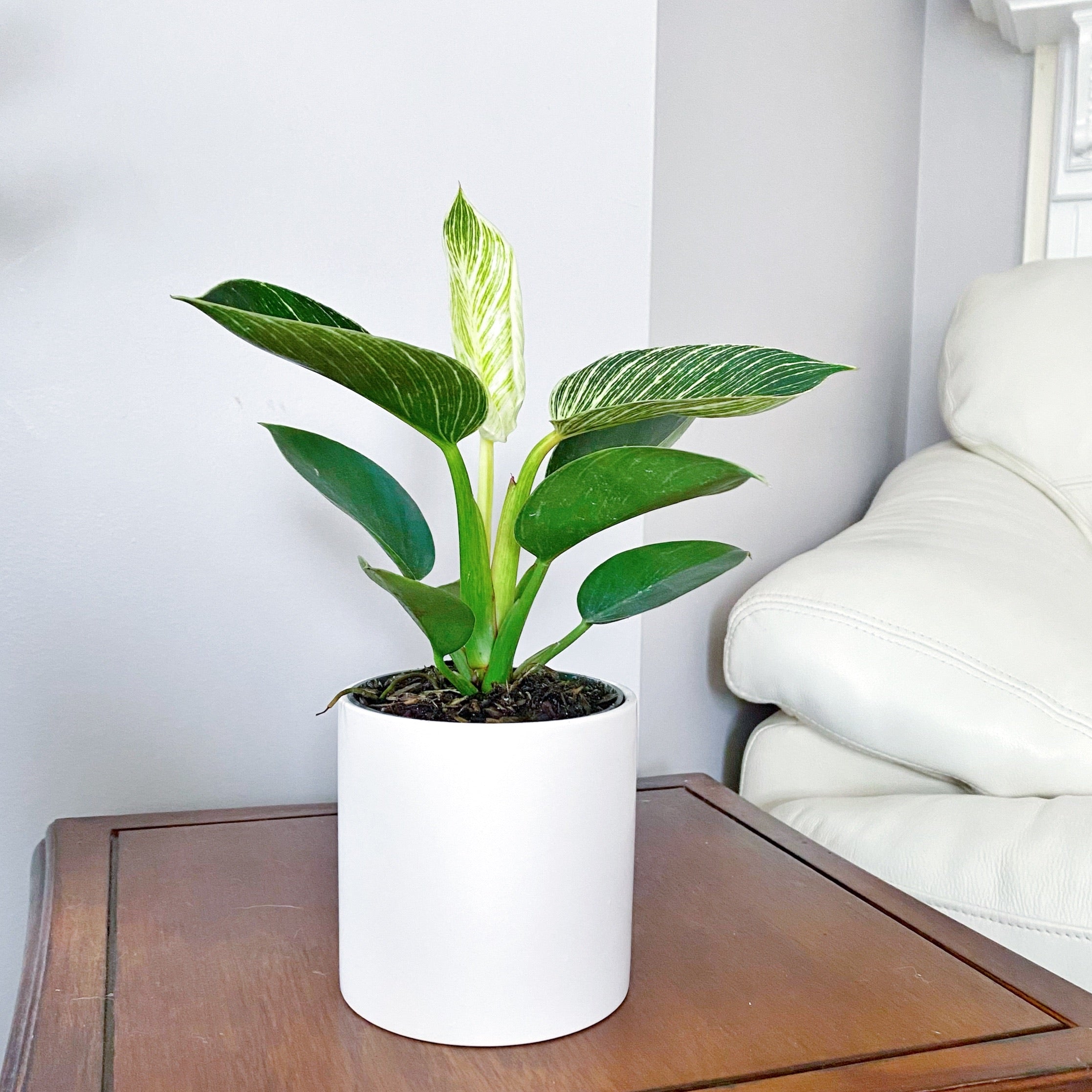 philodendron birkin north window Philodendron Birkin – nVi Garden
