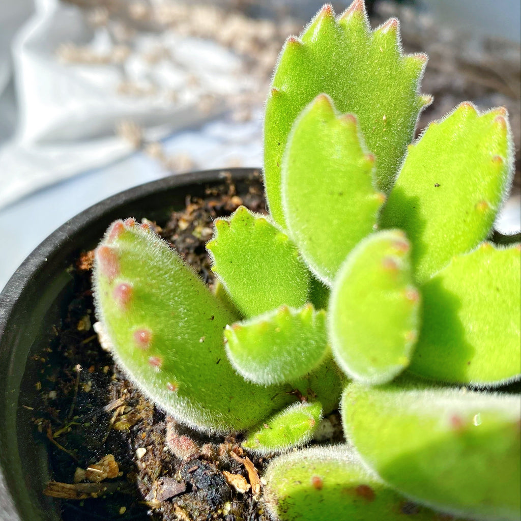 fuzzy bear paw succulent Tomentosa Bear Paw