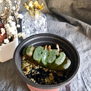Haworthia Truncata Schonand