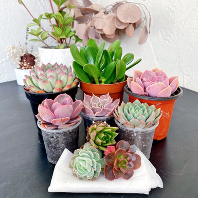Assorted Succulents