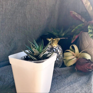 Zebra Cactus