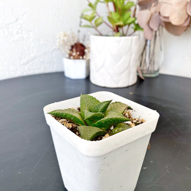 Veined Haworthia
