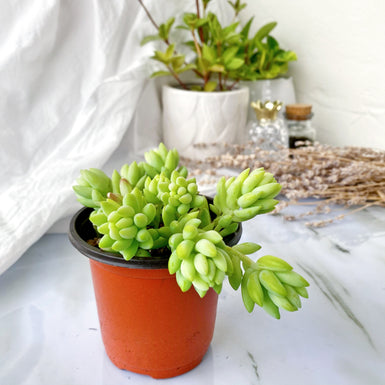 Burro's Tails