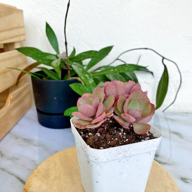 Echeveria Suyon