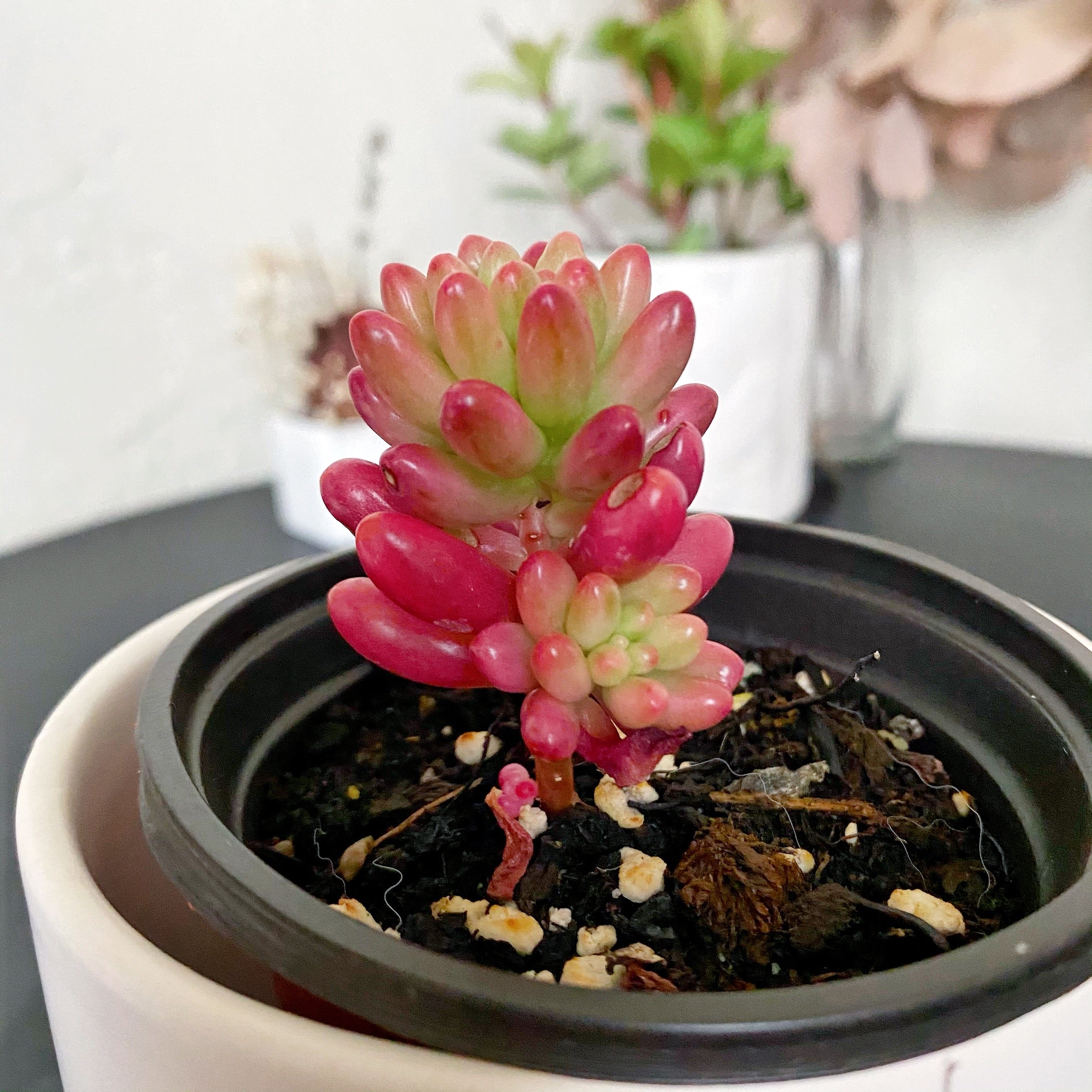 variegated jelly bean succulent Rubrotinctum 'Jelly Bean' variegated