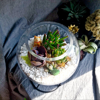 Orbit Terrarium