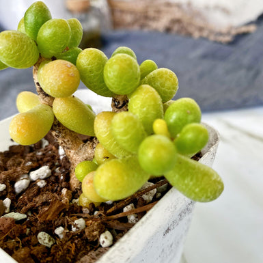 Sedum Hernandezii