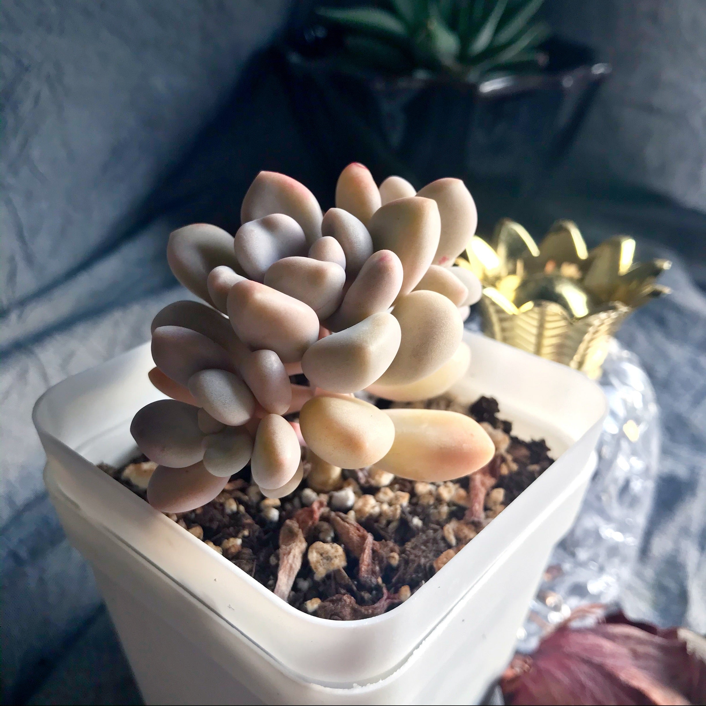ellen succulent Graptopetalum sp Ellen – nVi Garden