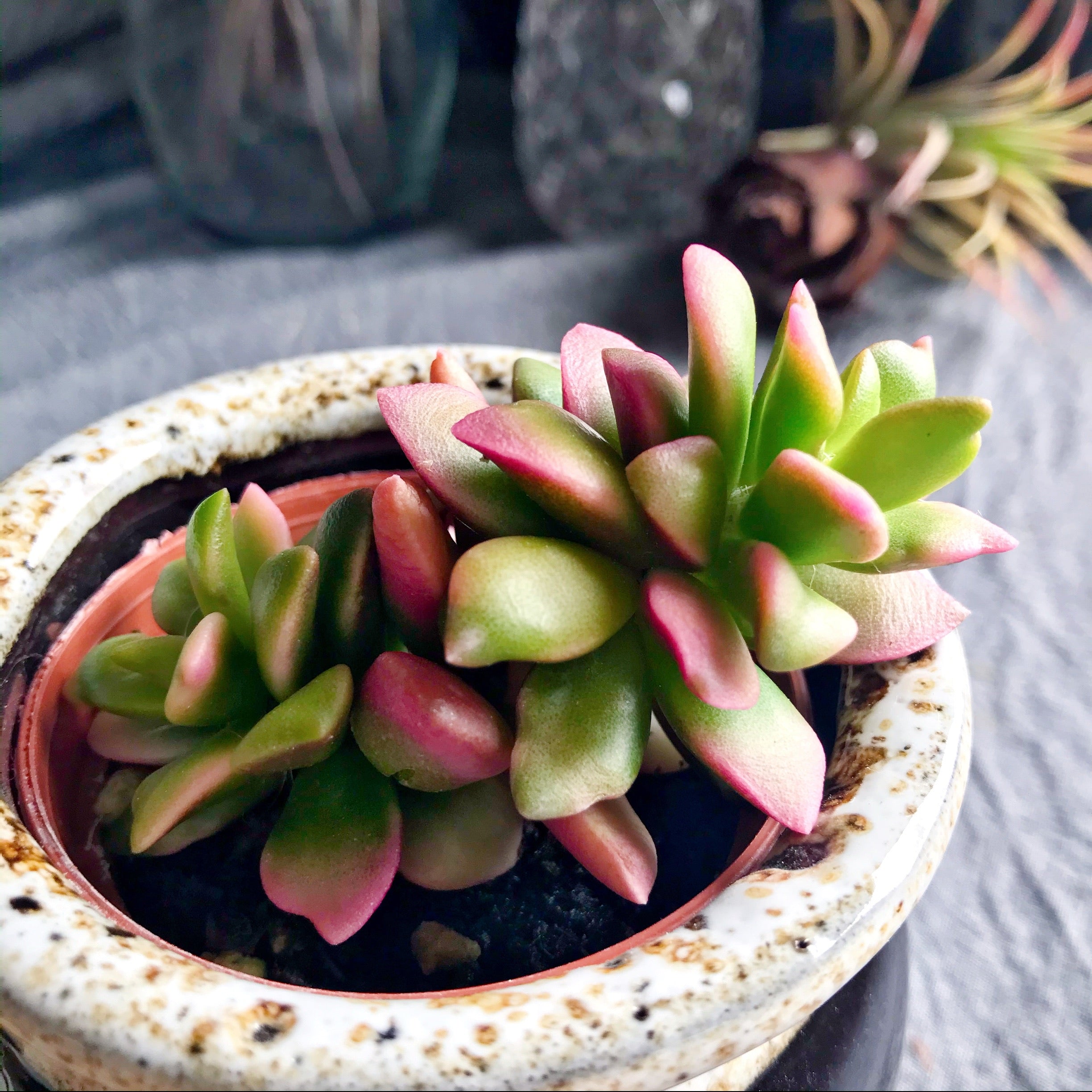 pink sunrise succulent Anacampseros Rufescens – nVi Garden
