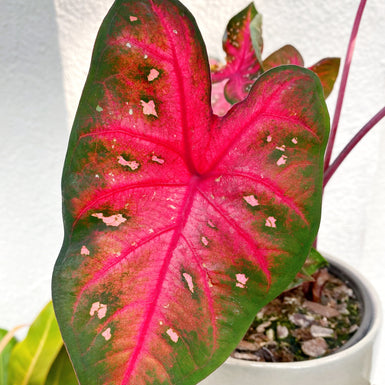 Caladium Red Flash