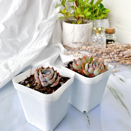 Novelty Succulents