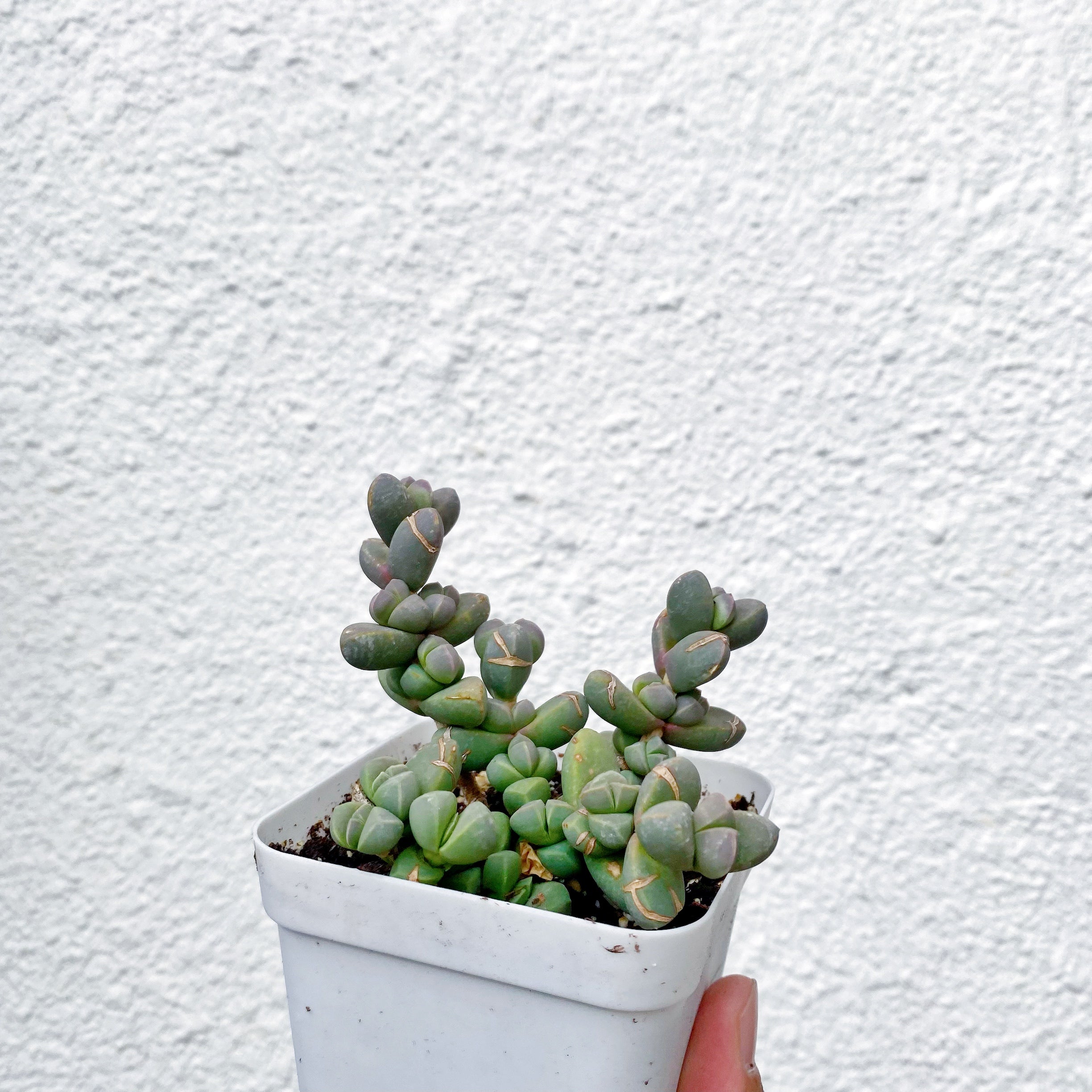 astridia velutina succulent Astridia Velutina – nVi Garden