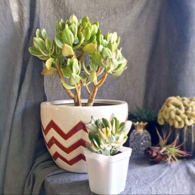 Crassula ovata 'Tricolor'