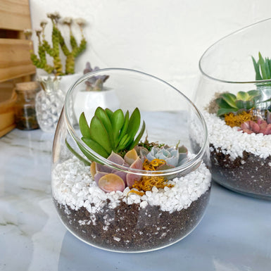 Grace Terrarium