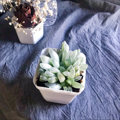 Haworthia Cooperi Varigated