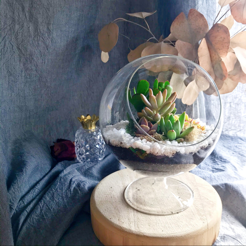 succulent globe terrarium 6” New Terrarium