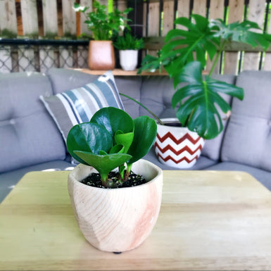 Large Green Leaf Peperomia