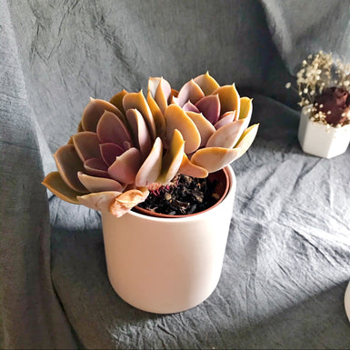 silver springtime succulent Silver Springtime – nVi Garden