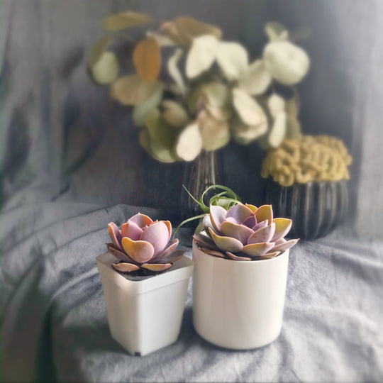 Specialty Succulents for Sale