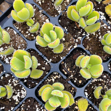 Tomentosa Bear Paw
