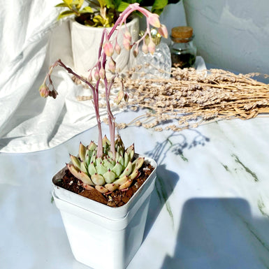 Echeveria cuspidata var. zaragozae