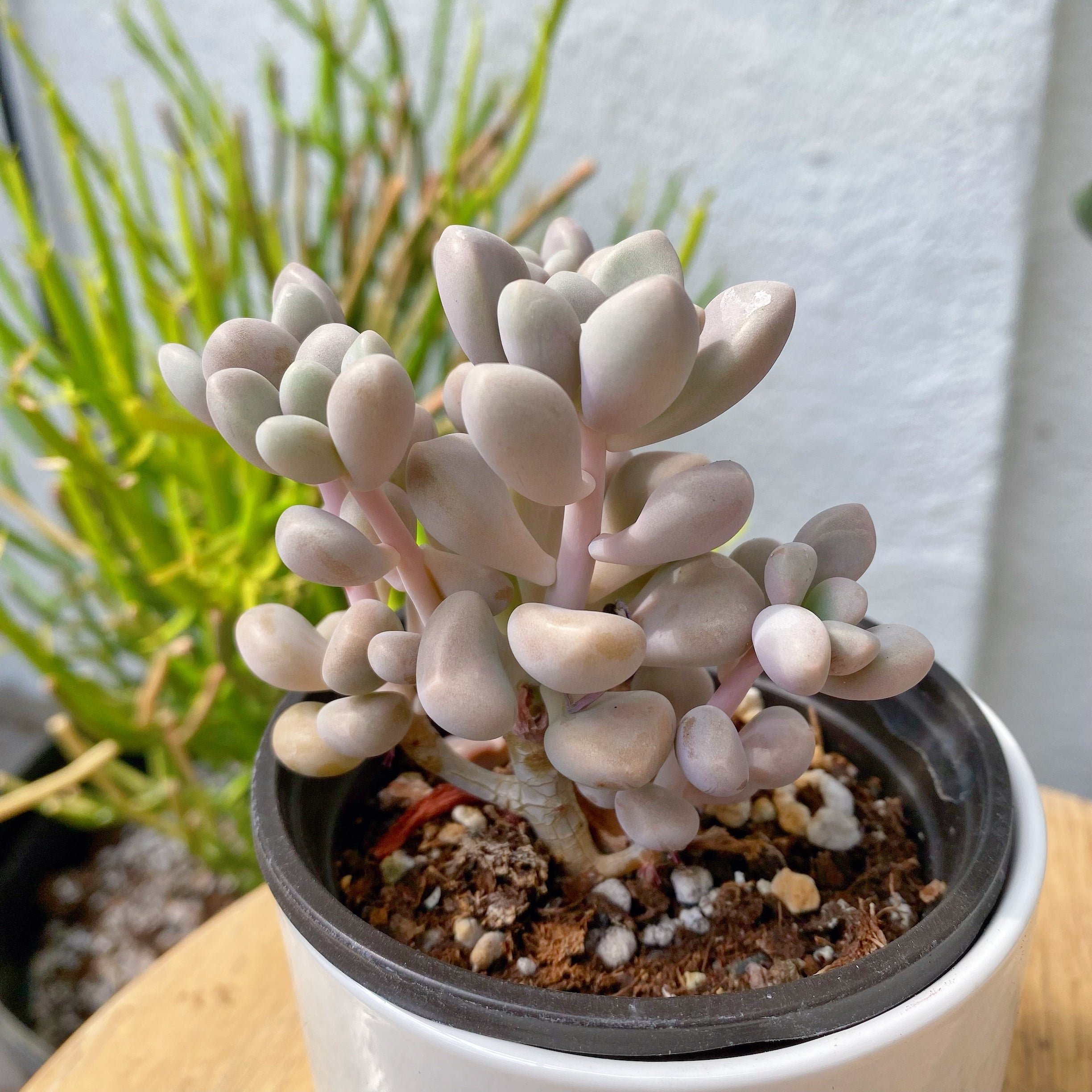 ellen succulent Graptopetalum sp Ellen