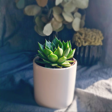 Echeveria Miranda