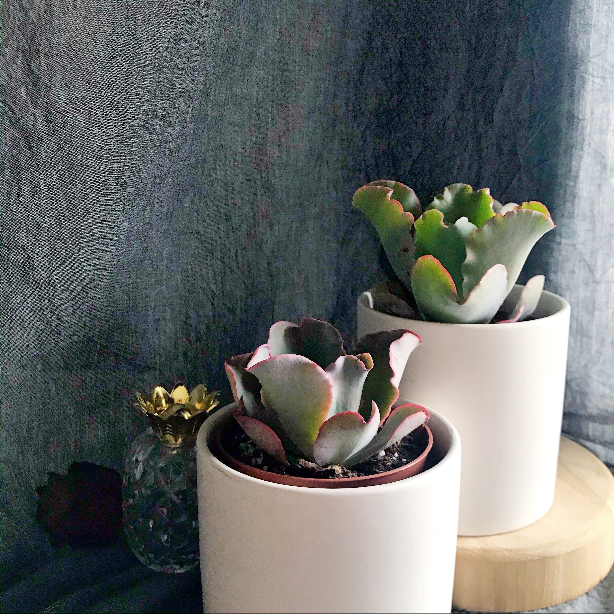 succulent blue giant Giant Blue – nVi Garden