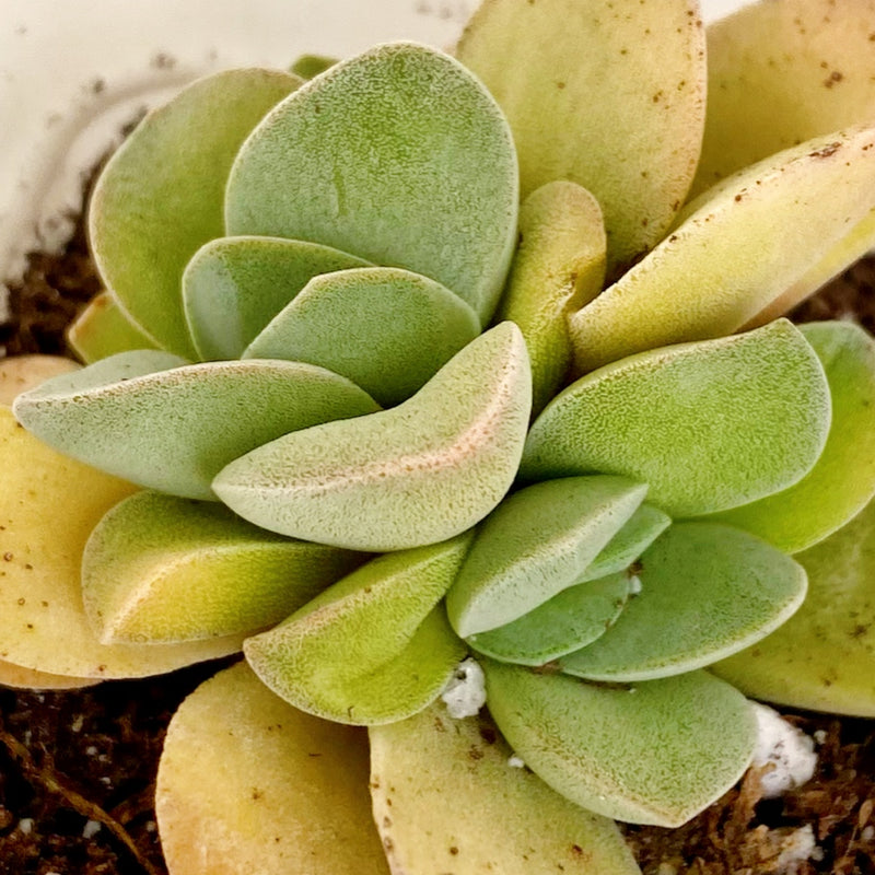 silver springtime succulent Silver Springtime – nVi Garden