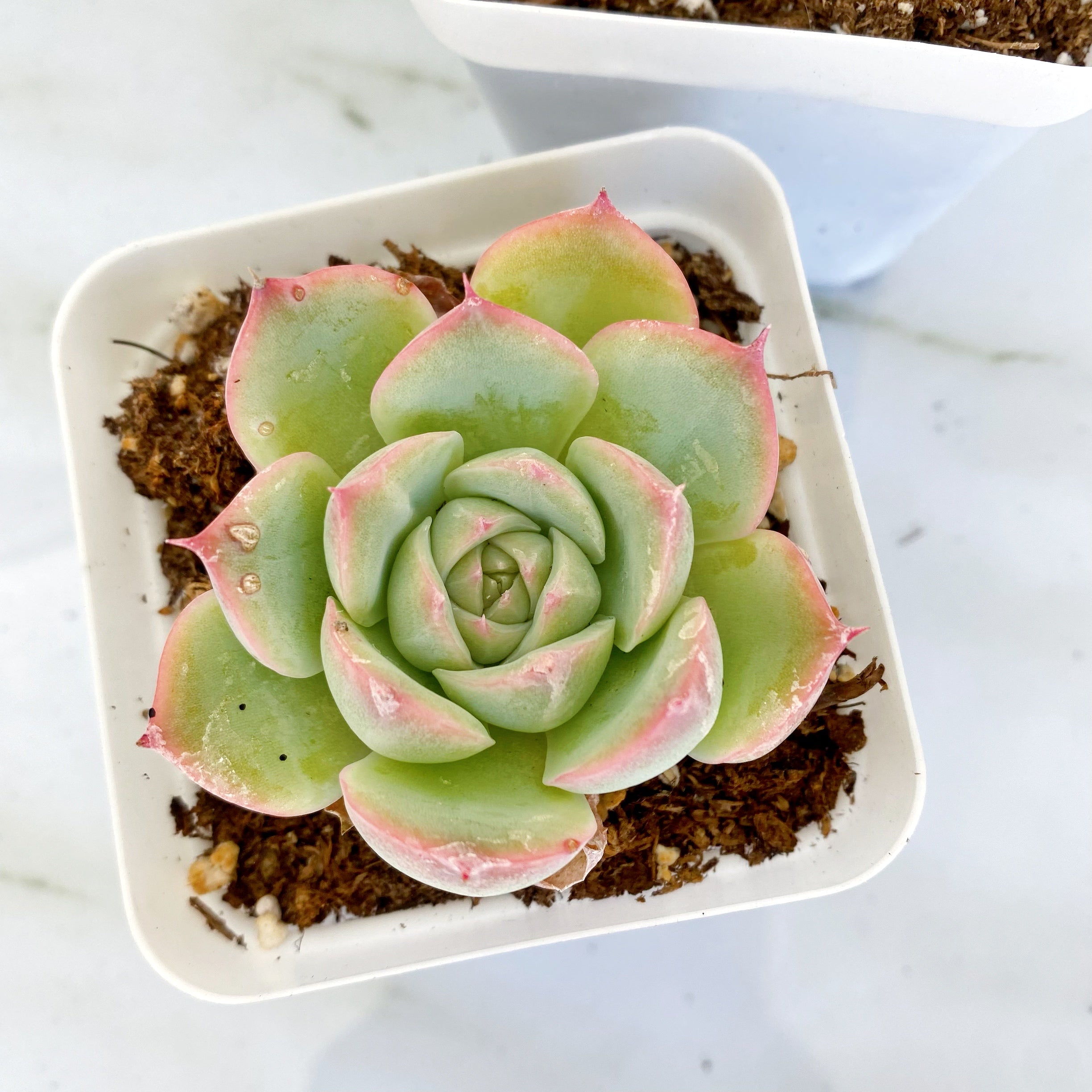 succulent sensations Sensation – nVi Garden