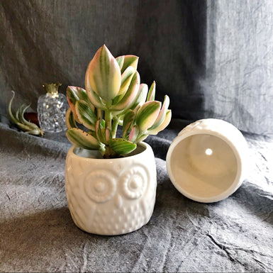 Owl Zukka White
