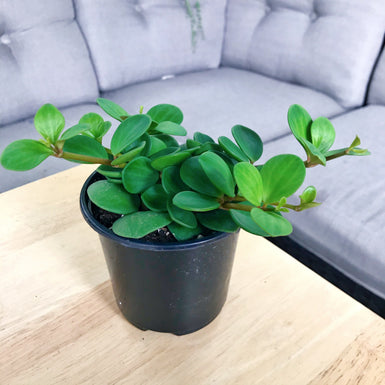 Peperomia Hope