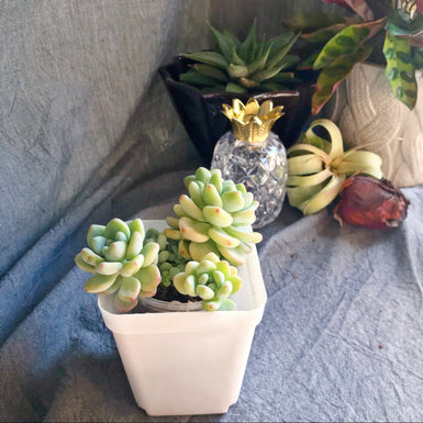 Sedum Clavatum