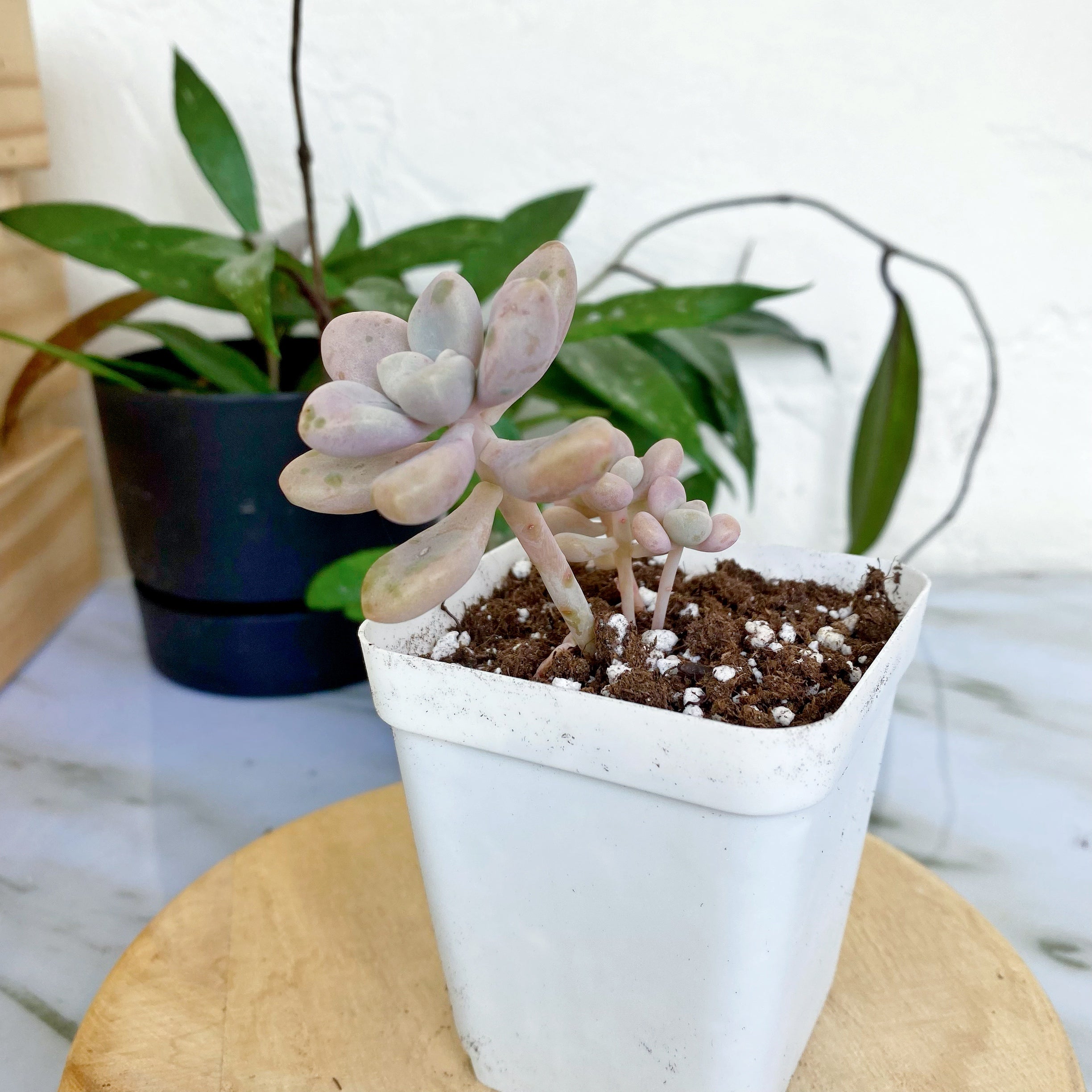 ellen succulent Graptopetalum sp Ellen – nVi Garden
