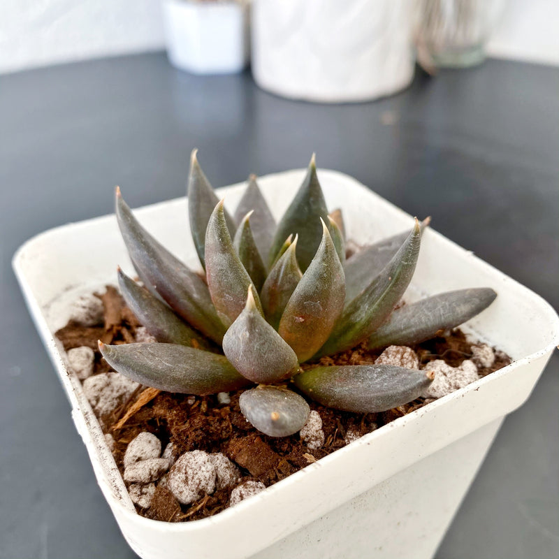 black knight succulent propagation Black Knight – nVi Garden