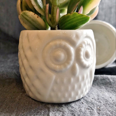 Owl Zukka White