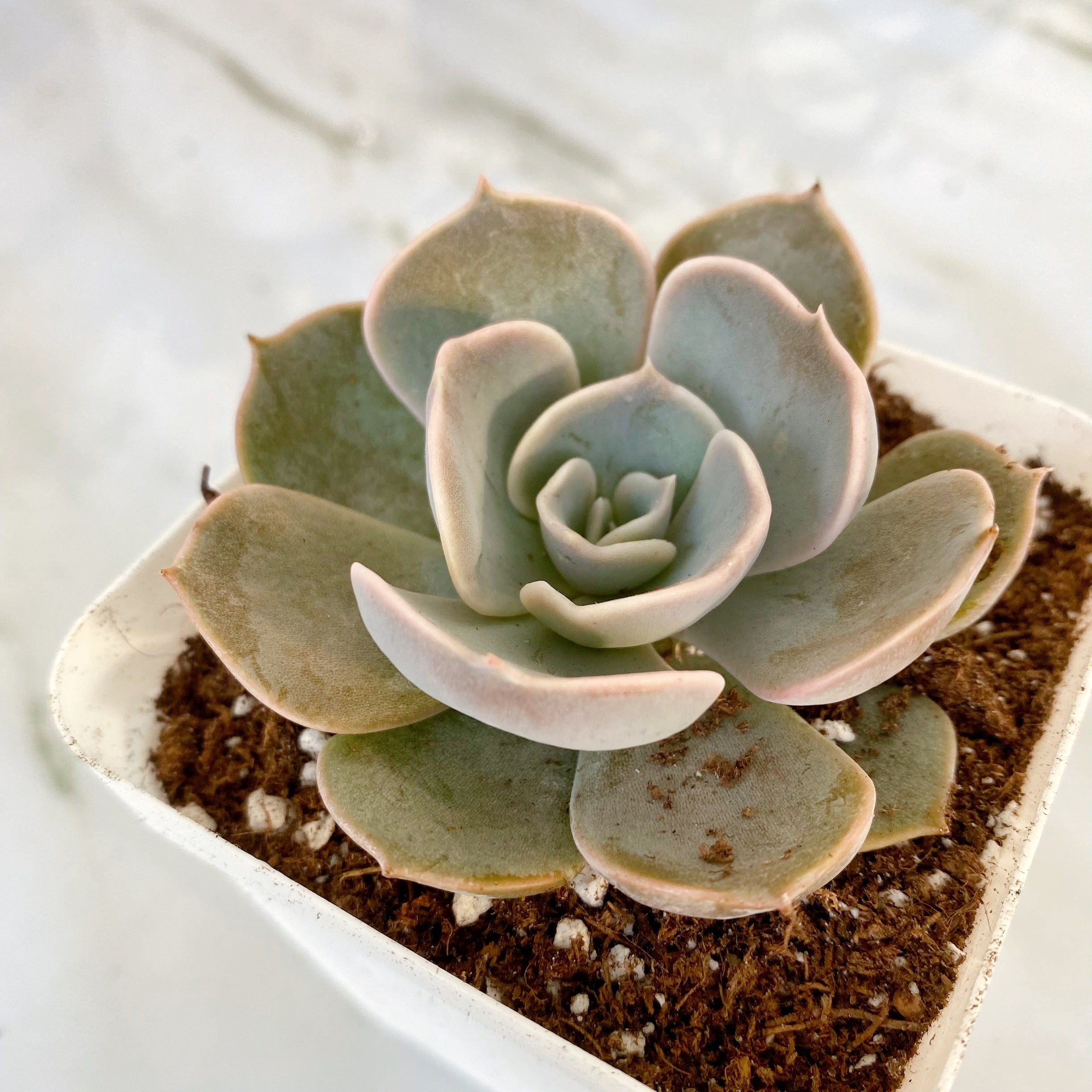 pollux succulent Pollux