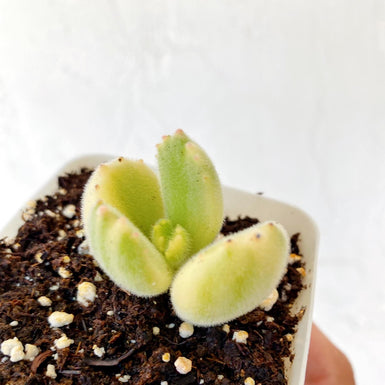 White Bear Claws