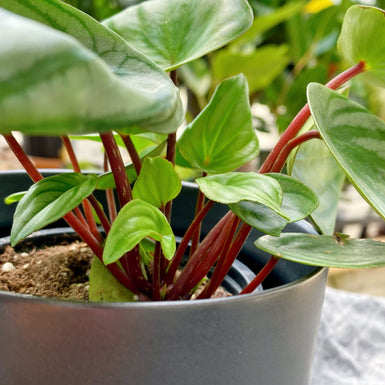 Peperomia Watermelon