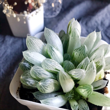Haworthia Cooperi Varigated