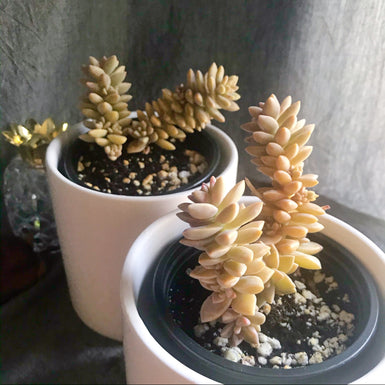 Sedeveria unknown