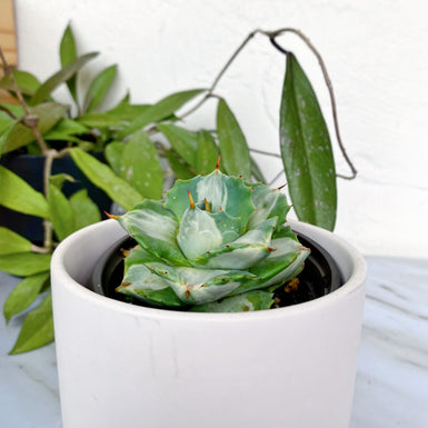 Agave isthmensis Mediopicta Alba