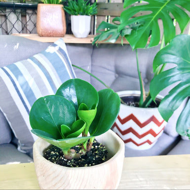 Large Green Leaf Peperomia