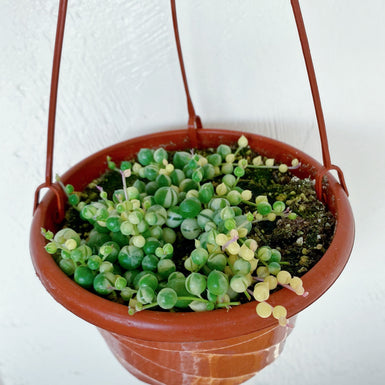 Variegated String of Pearls