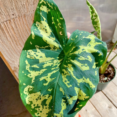 Alocasia Halo Beauty