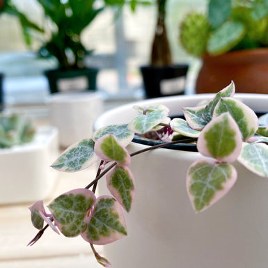 String of Hearts Variegated