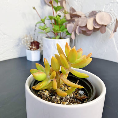 Golden Sedum